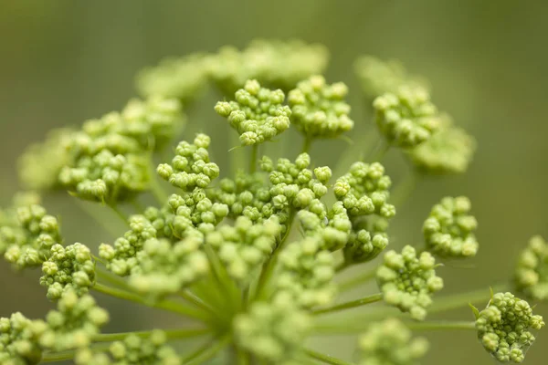 Flora Gra Canaria - Todaroa montana — Stock fotografie