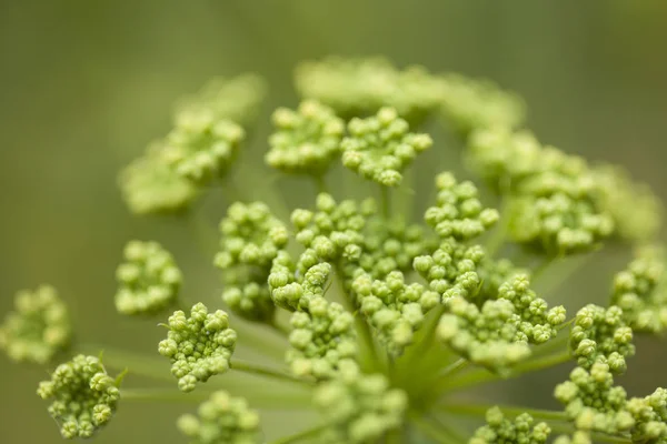 Flora de Gran Canaria - Todaroa montana — Fotografia de Stock