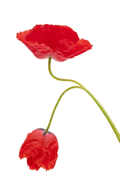 Bright red poppy isolated on white Royalty Free Stock Images