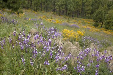 Nisan ayında Merkezi Gran Canaria