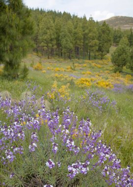 Nisan ayında Merkezi Gran Canaria