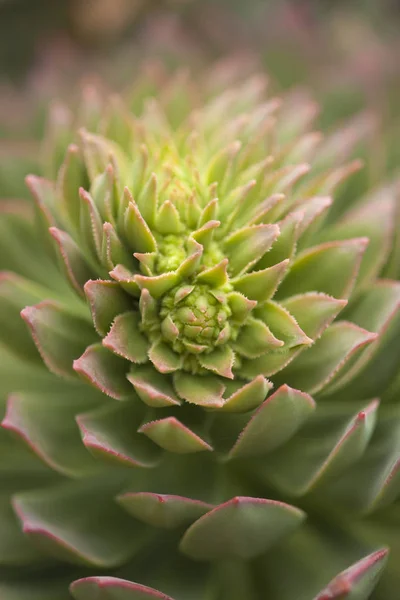 Flora of Gran Canaria - Aeonium — Stock Photo, Image