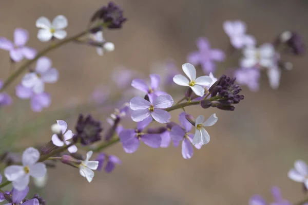Flora de Gran Canaria - Erysimum albescens — Fotografia de Stock