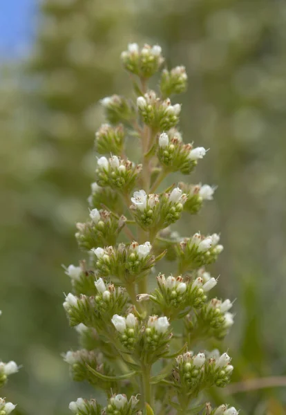 Flora von gran canaria - echium onosmifolium — Stockfoto
