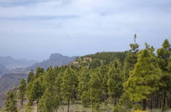 Gran Canaria centrale in aprile — Foto Stock