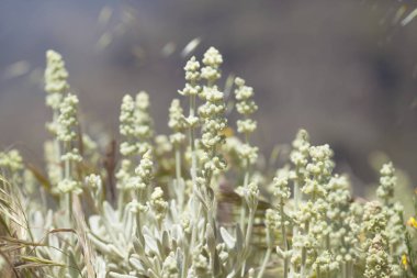 Gran Canaria - Sideritis dasygnaphala florası 