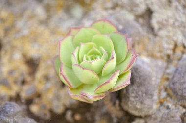 Gran Canaria - Aeonium florası