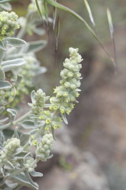 Gran Canaria - Sideritis dasygnaphala florası