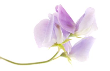 solgun Lila tatlı bezelyem çiçekler