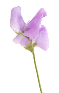 solgun Lila tatlı bezelyem çiçekler