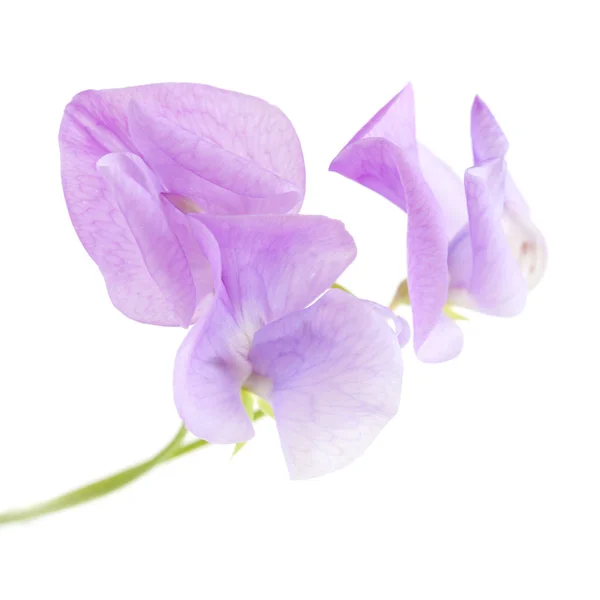 Pale lilac luktärt — Stockfoto