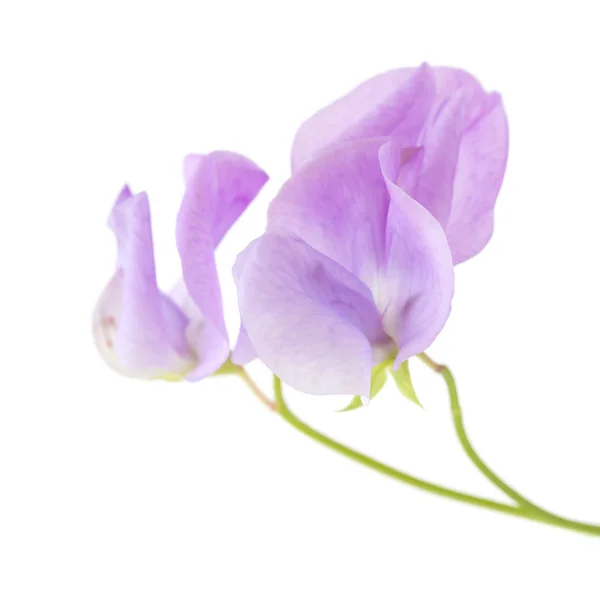 Pale lilac luktärt — Stockfoto