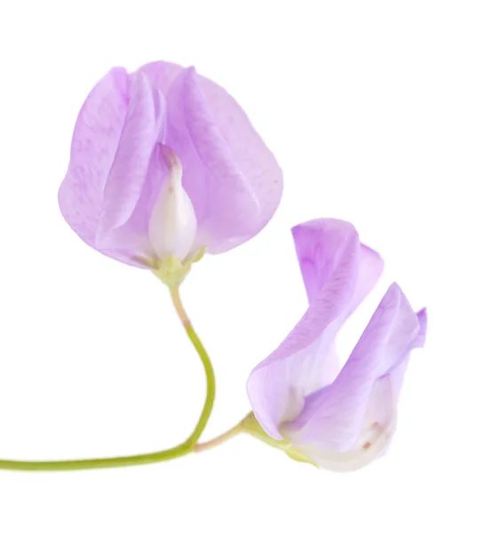 Bleke Lila sweet pea — Stockfoto