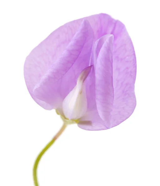 Ervilha doce lilás pálido — Fotografia de Stock