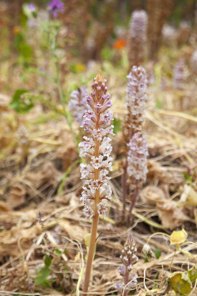 flora of Gran Canaria - Orobanche ramosa