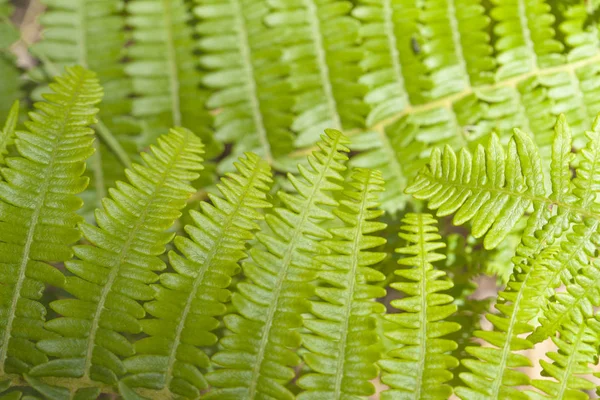 Flora van Gran Canaria - Pteridium fern — Stockfoto