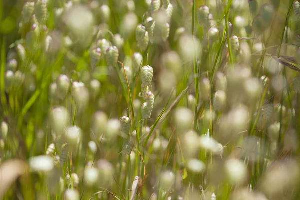 Flora di Gran Canaria - Briza maxima — Foto Stock