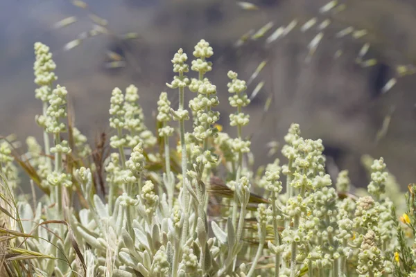 Flora von Gran Canaria - Sideritis dasygnaphala — Stockfoto