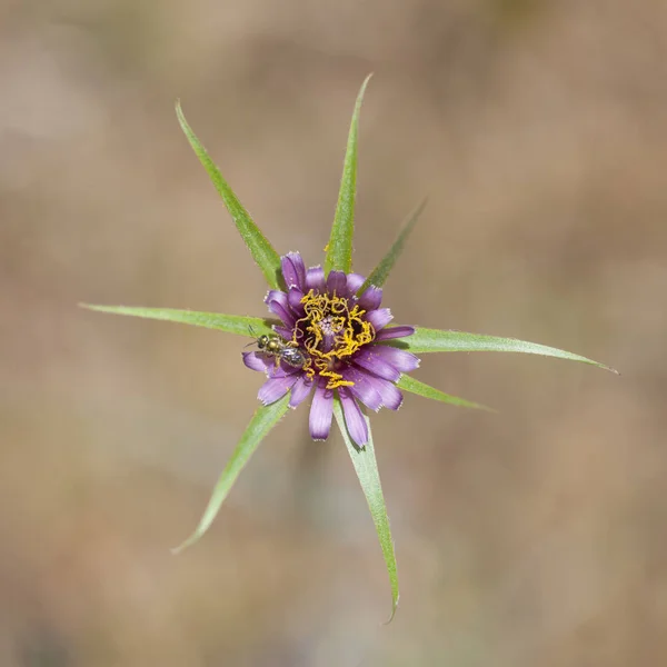 Flora de Gran Canaria - Tragopogon porrifolius —  Fotos de Stock