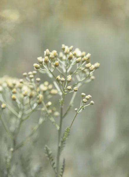 Gran canaria - tanacetum ptarmiciflorum florası — Stok fotoğraf