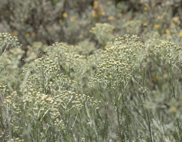 Flora de Gran Canaria - Tanacetum ptarmiciflorum — Foto de Stock