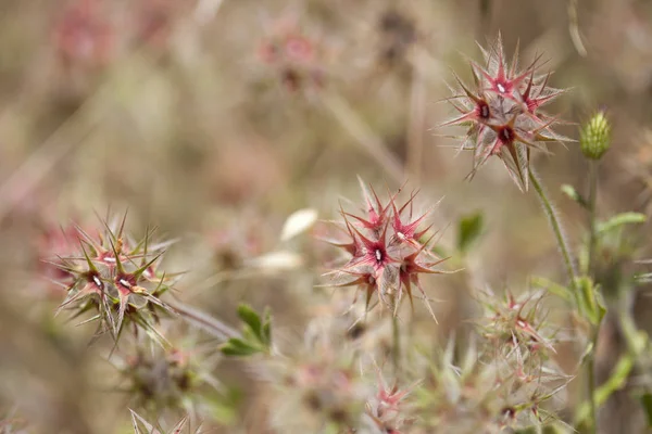 Robotskapade stubbar om Gran Canaria - Trifolium stellatum — Stockfoto