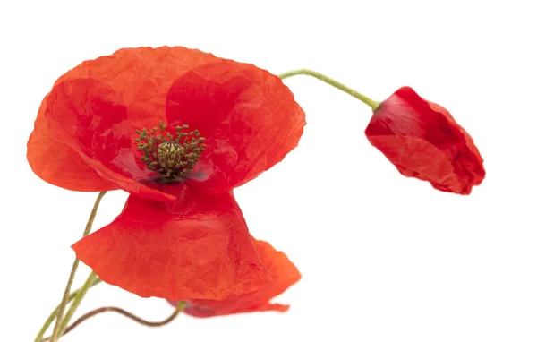 Bright red poppy — Stock Photo, Image