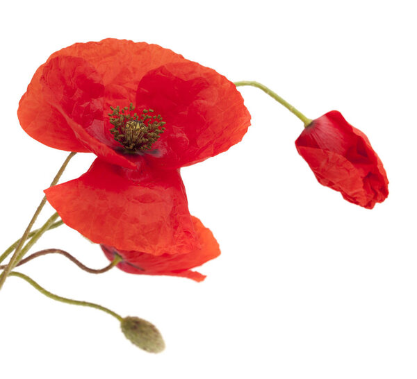 ярко-красный мак
