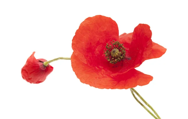 Bright red poppy — Stock Photo, Image