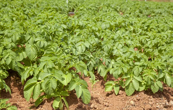 Potato field on Gran Canaria — Stock Photo, Image