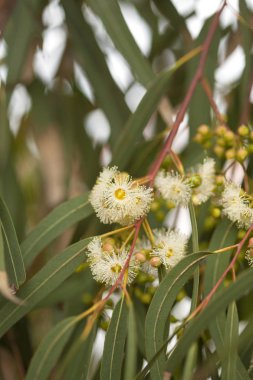 çiçekli okaliptüs camaldulensis