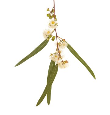 çiçekli okaliptüs camaldulensis