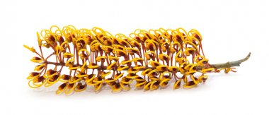 Grevillea robusta fowers 