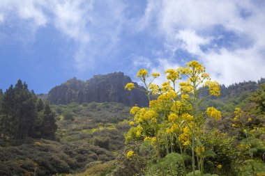 Gran Canaria Mayıs ayında