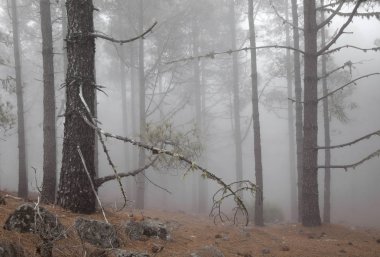 Gran Canaria Mayıs ayında