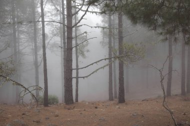 Gran Canaria Mayıs ayında