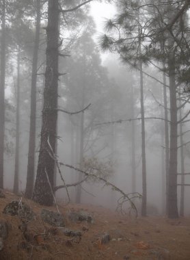 Gran Canaria Mayıs ayında