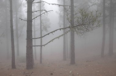 Gran Canaria Mayıs ayında