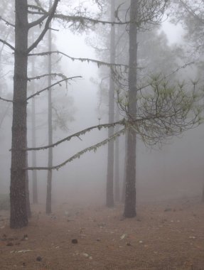 Gran Canaria, May