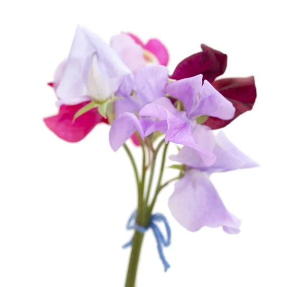 Flores de guisante — Foto de Stock