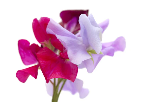 Kwiatów groszku — Zdjęcie stockowe