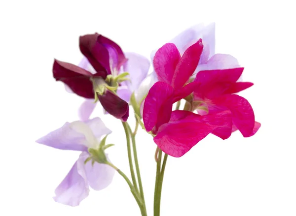 Sweet pea flowers — Stock Photo, Image