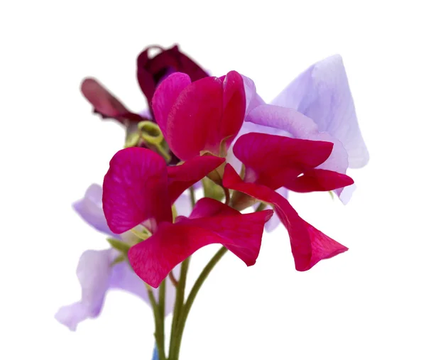 Sweet pea flowers — Stock Photo, Image