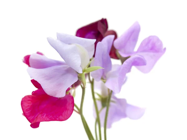 Sweet pea bloem — Stockfoto