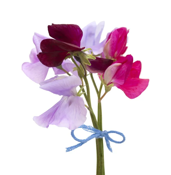 Sweet pea bloemen — Stockfoto