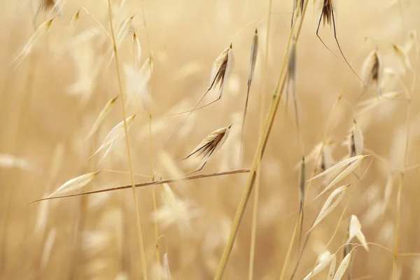 Flora de Gran Canaria - Avena barbata — Foto de Stock