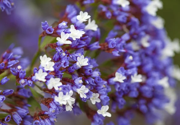 Virágzás Sóvirág arborescens — Stock Fotó