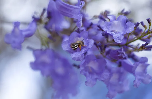 Mavi çiçekli jakaranda — Stok fotoğraf