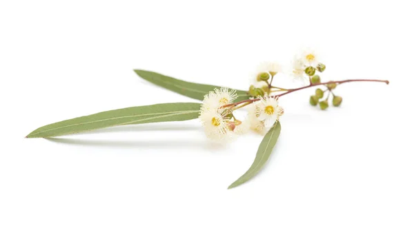 Flowering Eucalyptus camaldulensis — Stock Photo, Image