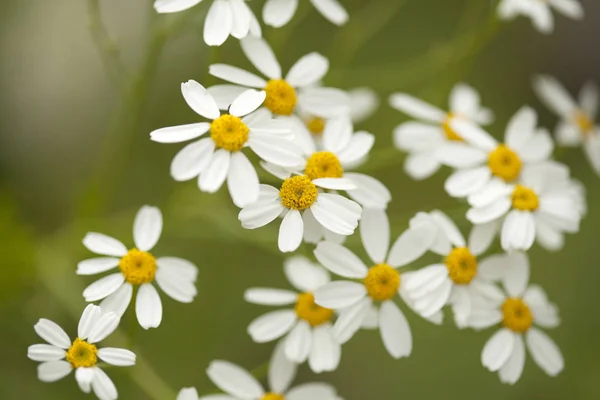 Flora of Gran Canaria - Gonospermum ferulaceum — Stock Photo, Image